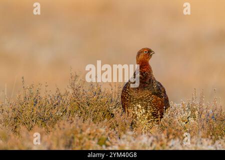 Rothühner (Lagopus lagopus scotica), Vorderansicht zwischen frostigem Heidekraut im warmen Morgenlicht im North York Moors National Park Stockfoto