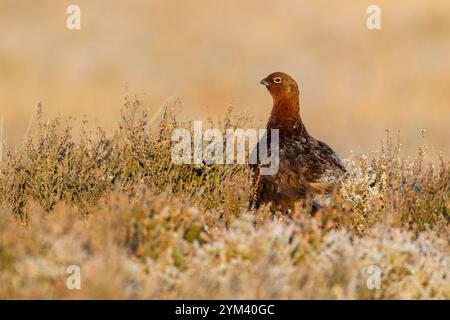 Rothühner (Lagopus lagopus scotica) Rückansicht zwischen frostigem Heidekraut und Frost auf dem Rücken im warmen Morgenlicht in den North York Moors Stockfoto