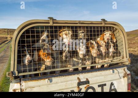 Jagdhunde, die an einem sonnigen Tag in einem modifizierten Pick-up-Truck in einem Moorland gefangen sind Stockfoto