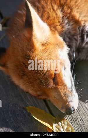 Großbritannien Wetter, 20. November 2024: Während der Süden Englands eine kalte, aber sonnige Atmosphäre genießt, sonnt sich ein Stadtfuchs auf einer warmen Terrasse direkt vor einem Haus in Clapham, Süd-London. Der Jungfuchs ist einer von einem Wurf, der im März im Garten geboren wurde. Quelle: Anna Watson/Alamy Live News Stockfoto