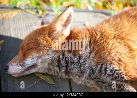 Großbritannien Wetter, 20. November 2024: Während der Süden Englands eine kalte, aber sonnige Atmosphäre genießt, sonnt sich ein Stadtfuchs auf einer warmen Terrasse direkt vor einem Haus in Clapham, Süd-London. Der Jungfuchs ist einer von einem Wurf, der im März im Garten geboren wurde. Quelle: Anna Watson/Alamy Live News Stockfoto