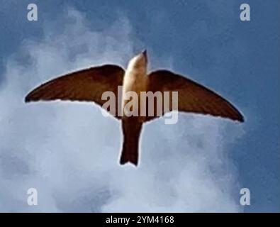 Pale Crag-Martin (Ptyonoprogne obsoleta) Stockfoto