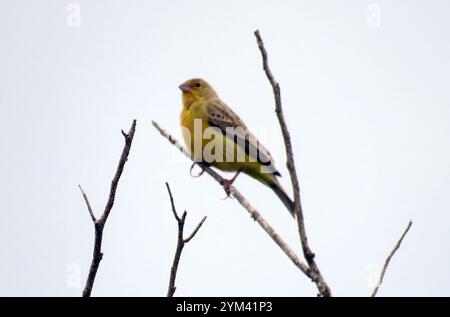 Grünlandgelbfink (Sicalis luteola) Stockfoto