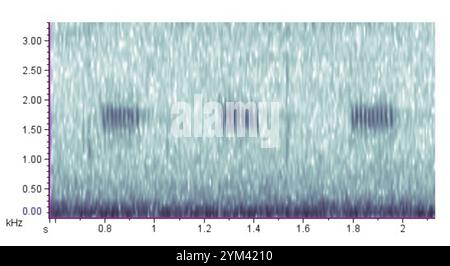 Maulwurf-Kricket (Neocurtilla hexadactyla) Stockfoto