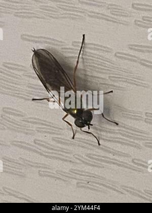Centurion Fly (Sargus bipunctatus) mit zwei Punkten Stockfoto