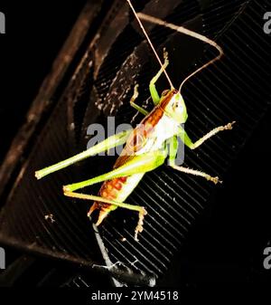 Gerade geschnittene Wiese Katydid (Conocephalus strictus) Stockfoto