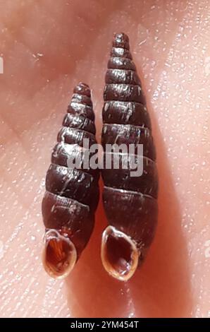 Gewöhnliche Türschnecke (Clausilia bidentata) Stockfoto