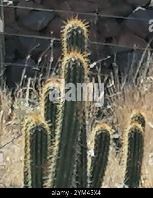 Fackelkaktus (Trichocereus spachianus) Stockfoto