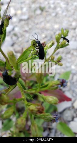 Schwarzer Blisterkäfer (Epicauta pensylvanica) Stockfoto