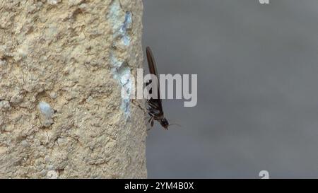 Gelbhalsige Trockenholztermite (Kalotermes flavicollis) Stockfoto