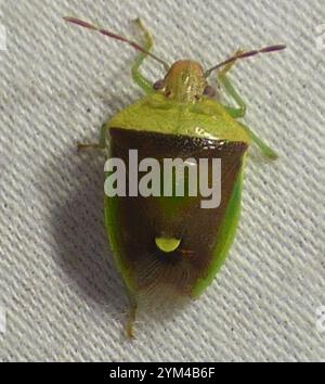 Grüner Burgunderstinkkäfer (Banasa dimidiata) Stockfoto