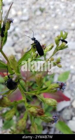 Schwarzer Blisterkäfer (Epicauta pensylvanica) Stockfoto