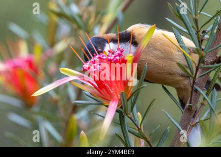 Australische Östliche Spinebill fressen Nektar in einer Mountain Devil Flower Stockfoto