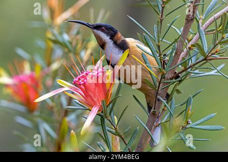 Australische Östliche Spinebill fressen Nektar in einer Mountain Devil Flower Stockfoto