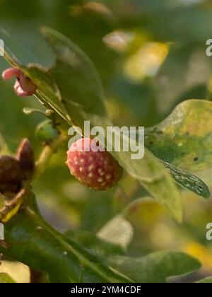 Gestreifte Pea Gall Wasp (Cynips longiventris) Stockfoto