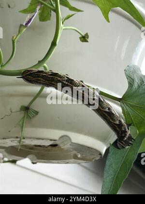 Rosafarbenes Hawkmut (Agrius cingulata) Stockfoto