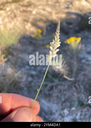 Weißes Milchkraut (Polygala alba) Stockfoto