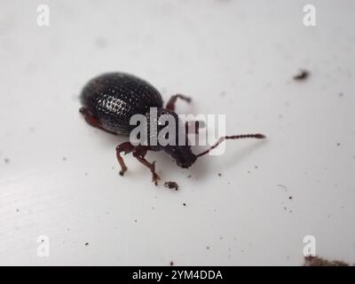 Erdbeerwurzel Weevil (Otiorhynchus ovatus) Stockfoto