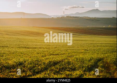 Friedliche Landszene mit Frühlingsgrün und weißen Blüten auf den Feldern Stockfoto
