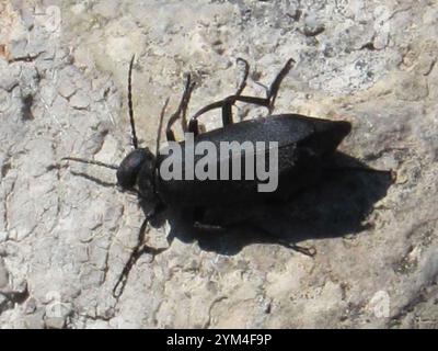 Schwarzer Blisterkäfer (Epicauta pensylvanica) Stockfoto