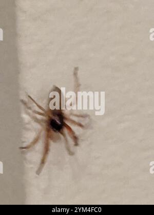 Breiter SAC-Spider (Trachelas tranquillus) Stockfoto