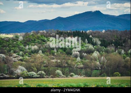 Blühende weiße Büsche und üppige grüne Natur in der friedlichen Frühlingslandschaft Stockfoto