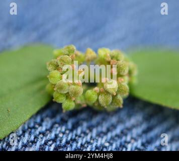 Florida Hängematte Sandmatte (Euphorbia ophthalmica) Stockfoto