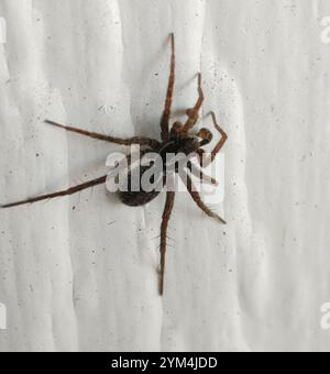 Dünnbeinige Wolfsspinnen (Pardosa) Stockfoto