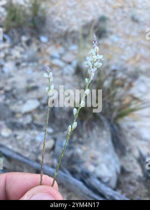 Weißes Milchkraut (Polygala alba) Stockfoto