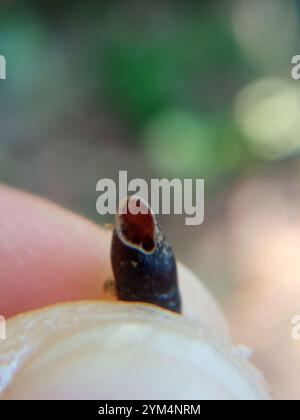 Gewöhnliche Türschnecke (Clausilia bidentata) Stockfoto