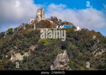 Drachenfels, ein Berg im Siebengebirge am Rhein zwischen Bad Honnef und Königswinter, mit Burgruine Drachenfels, Drachenfelsplateau, NRW, Stockfoto