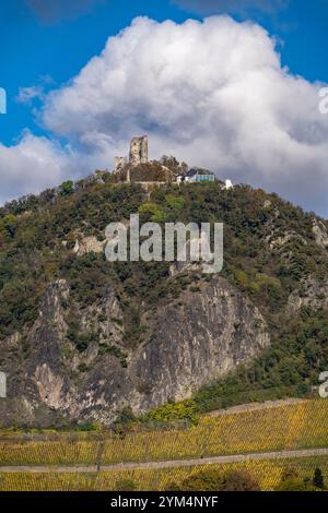 Drachenfels, ein Berg im Siebengebirge am Rhein zwischen Bad Honnef und Königswinter, mit Burgruine Drachenfels, Drachenfelsplateau, NRW, Stockfoto