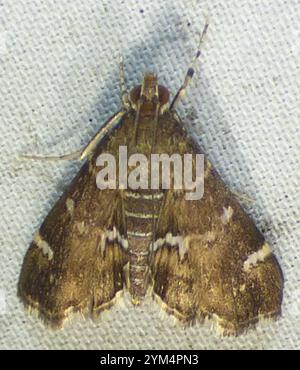 Gefleckte Rüben Webworm Motte (Hymenia perspectalis) Stockfoto