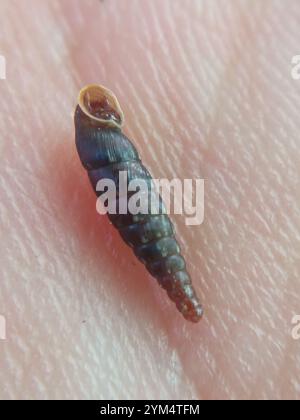 Gewöhnliche Türschnecke (Clausilia bidentata) Stockfoto