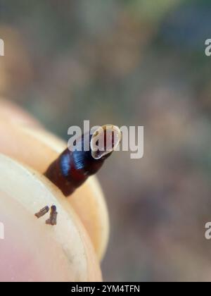 Gewöhnliche Türschnecke (Clausilia bidentata) Stockfoto