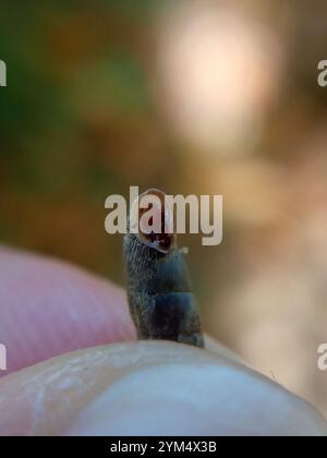 Gewöhnliche Türschnecke (Clausilia bidentata) Stockfoto