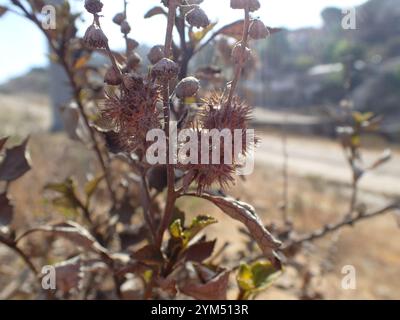 San Diego Bursage (Ambrosia chenopodiifolia) Stockfoto