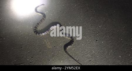 Krait (Bungarus caeruleus) Stockfoto