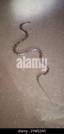 Krait (Bungarus caeruleus) Stockfoto