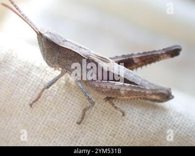 Rocky Mountain gestreute Heuschrecke (Chloealtis abdominalis) Stockfoto