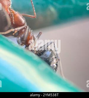 Kompakte Carpenter-Ameise (Camponotus planatus) Stockfoto