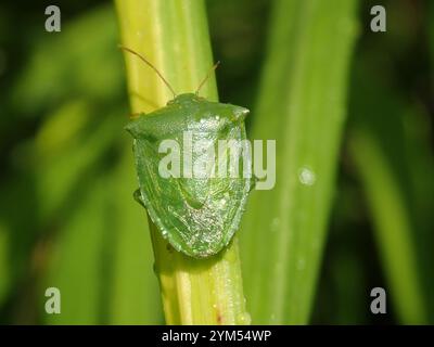 Grüne Kartoffeln Bug (Cuspicona Simplex) Stockfoto