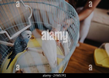 Zwei wunderschöne Papageien in einem gemütlichen Käfig mit einer Futterschale, die leuchtende blaue und weiße Federn mit einer komfortablen Inneneinrichtung zeigt. Stockfoto