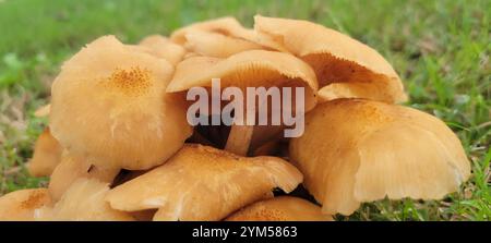 Ringloser Honigpilz (Desarmillaria caespitosa) Stockfoto