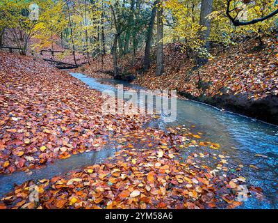 Herbstliche Szene, in der die gefallenen Buchenblätter den Boden entlang des Baches am Dingle in Appleton, Cheshire, England bedecken Stockfoto