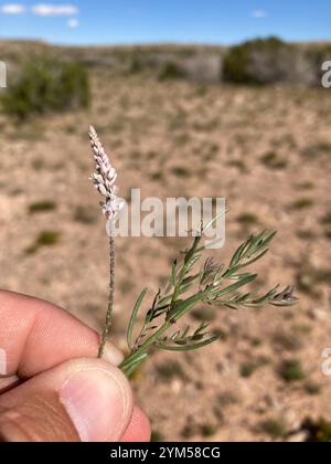Weißes Milchkraut (Polygala alba) Stockfoto