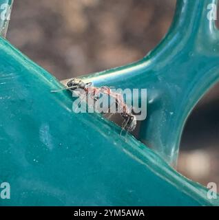 Kompakte Carpenter-Ameise (Camponotus planatus) Stockfoto