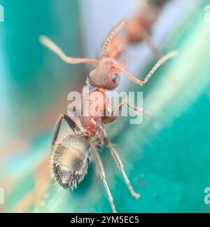 Kompakte Carpenter-Ameise (Camponotus planatus) Stockfoto