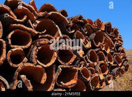 Portugal, Algarve. Reihe von frisch geernteten Korkeichen-Rinde, die bei Sonnenschein trocknet - Quercus suber. (Unverarbeiteter Kork) nachhaltige Ressource. Stockfoto