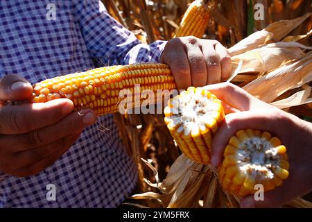 Bauer hält eine Ähre in den Händen mit der Plantage im Hintergrund Stockfoto